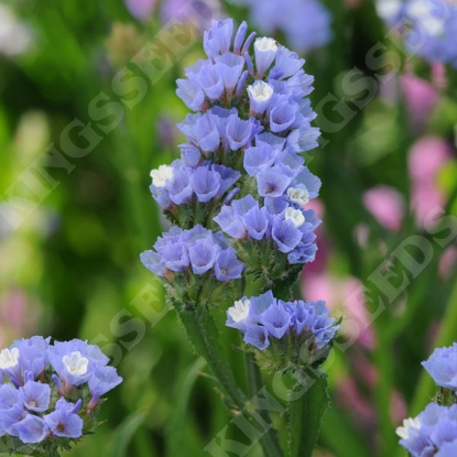 Picture of Statice QIS Pale Blue